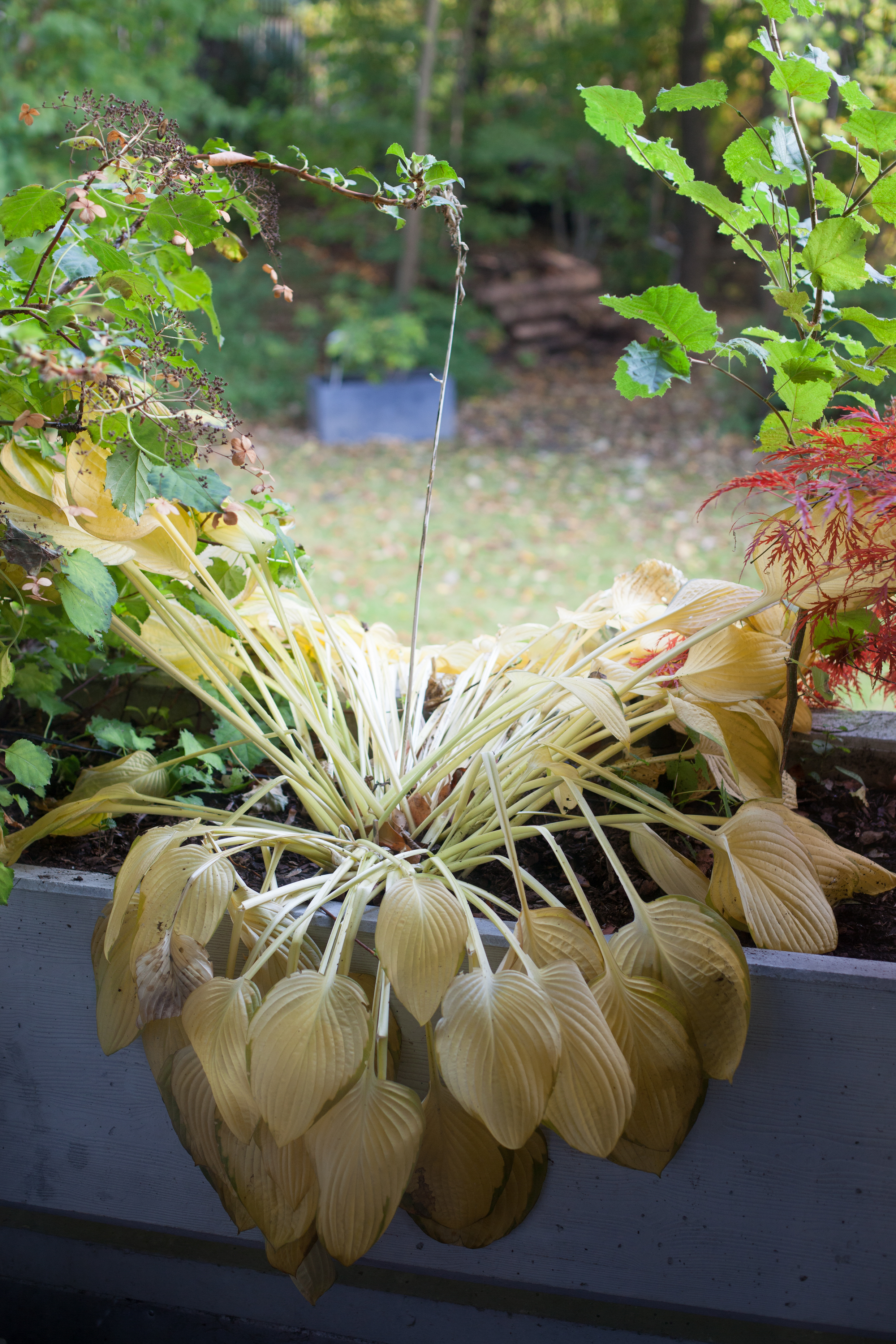 Fotografia de plantas de diversas espécies. Em destaque uma aparentemente murchada. Tirada pelo fotógrado Wolfgang Tillmans.